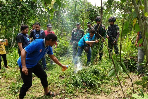 Pemusnahan Lahan Ganja di Kabupaten Keerom oleh BNNP Papua dan TNI Pos Perbatasan