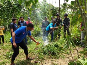 Penemuan Kebun Lahan Ganja Di Lokasi Kampung Lapak Dua Distrik Waris Kabupaten Keerom