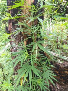 Penemuan Kebun Lahan Ganja Di Lokasi Kampung Lapak Dua Distrik Waris Kabupaten Keerom