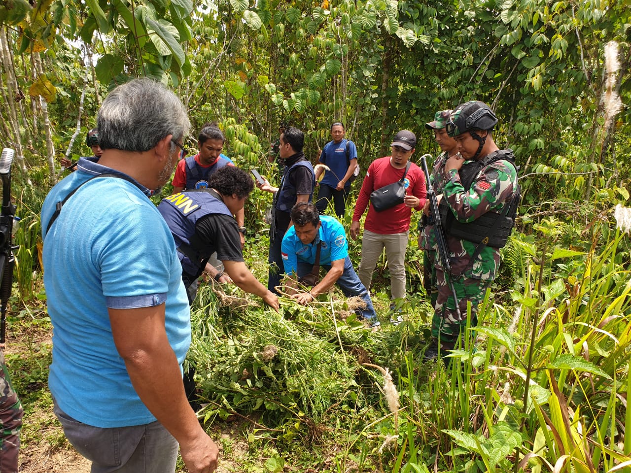 Penemuan Kebun Lahan Ganja Di Lokasi Kampung Lapak Dua Distrik Waris Kabupaten Keerom Penemuan Kebun Lahan Ganja Di Lokasi Kampung Lapak Dua Distrik Waris Kabupaten Keerom