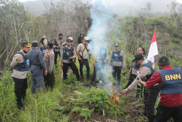 Pemusnahan Lahan Ganja di Distrik Wolo dan Distrik Pirime Kabupaten Jayawijaya