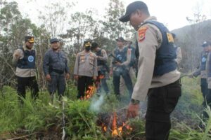 Pemusnahan Lahan Ganja di Distrik Wolo dan Distrik Pirime Kabupaten Jayawijaya